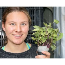 SPRAY FREE KUMARA PLANTS  25 Plants Per Bunch Katikati Grown 
